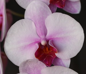 https://orchid-cultivators.com/wp-content/uploads/4416s.jpg