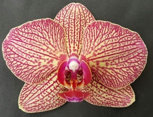 Phal. Ever Spring Prince – Welcome to Orchid Cultivators