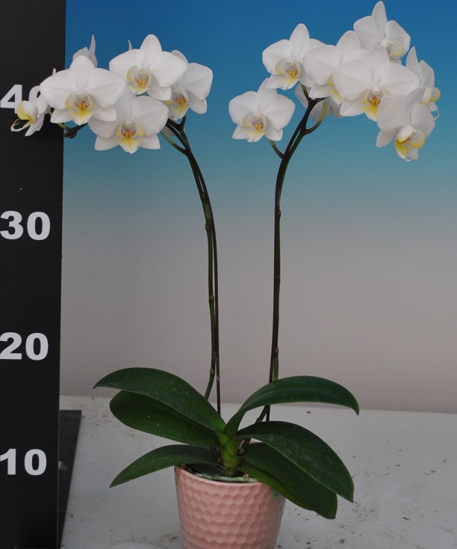 https://orchid-cultivators.com/wp-content/uploads/4441.jpg