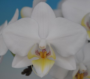 https://orchid-cultivators.com/wp-content/uploads/4441s.jpg