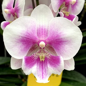 https://orchid-cultivators.com/wp-content/uploads/4520s.jpg