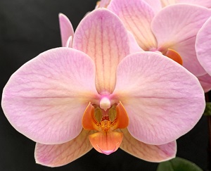 https://orchid-cultivators.com/wp-content/uploads/4521s.jpg