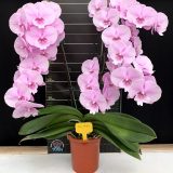 Phal. Charming Pink Fantasy - Image 2