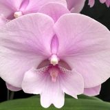 Phal. Charming Pink Fantasy