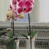 Phal. MS Ronald - Image 2