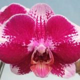 Phal. MS Ronald