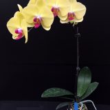 Phal. MS Yellow Dancing - Image 2