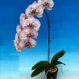 Phal. MS Corona Cat - Image 2