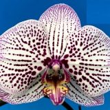 Phal. MS Corona Cat