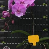 (Phal. Charming Fairy Del X Phal. Jincheng Firefly) X Phal. Charming Panda - Image 2