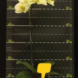 (Phal. Taida New Luchia X Phal. Fureshing Mark) X Phal. Forest Fairy - Image 2