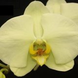 (Phal. Taida New Luchia X Phal. Fureshing Mark) X Phal. Forest Fairy