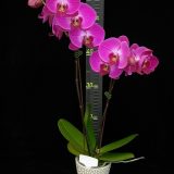 Phal. Younghome "333" - Image 2