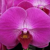 Phal. Younghome "333"