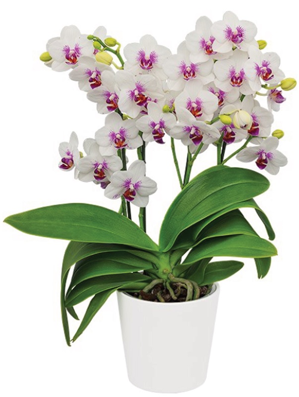 Phal. Prima Piano – Welcome to Orchid Cultivators