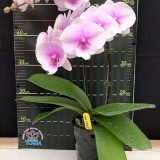 Phal. (Yu Pin Easter Island X Fusheng's Bridal Dress) X Phal. Taida New Lucia - Image 2