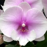 Phal. (Yu Pin Easter Island X Fusheng's Bridal Dress) X Phal. Taida New Lucia