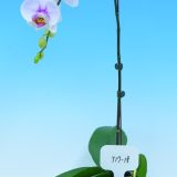 Phal. Yongli "T17-18" - Image 2