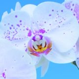 Phal. Yongli "T17-18"