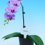 Phal. Yongli "T17-03" - Image 2