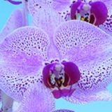 Phal. Yongli "T17-03"