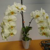 Phal. Green Earth "YO248" - Image 2