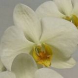 Phal. Green Earth "YO248"