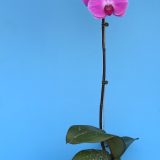 Phal. Yi Shing "179" - Image 2
