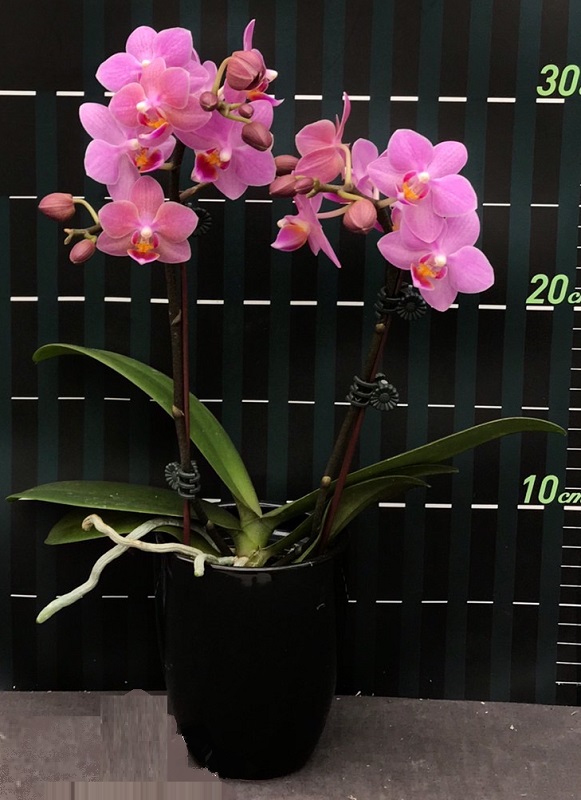 Phal Pinlong Cheris X Phal Sogo Gotris “1909” Welcome To Orchid Cultivators 8804