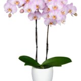 Phal. Aalborg - Image 2