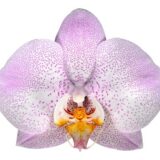 Phal. Aalborg