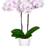 Phal. Altea - Image 2
