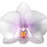 Phal. Altea