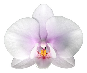 Phal. Altea – Welcome to Orchid Cultivators