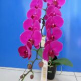 Phal. Fangmei Lucky Song - Image 2
