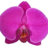 Phal. Fangmei Lucky Song