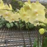 Phal. Amabilis X Phal. Green Apple - Image 2