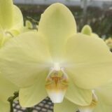 Phal. Amabilis X Phal. Green Apple