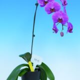 Phal. Yongli "T17-7" - Image 2