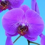 Phal. Yongli "T17-7"
