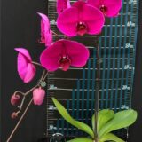 Phal. OX Shoe of Queen ' Red Sole OX 1632' - Image 2