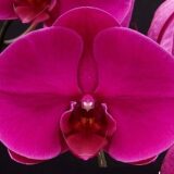 Phal. OX Shoe of Queen ' Red Sole OX 1632'