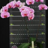 Phal. OX Blood Mary - Image 2