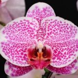 Phal. OX Blood Mary