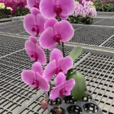 Phal. Tsai Yun Harmony "26" - Image 2