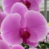 Phal. Tsai Yun Harmony "26"