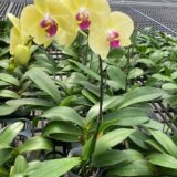 Phal. Laiher Golden Beauty "22" - Image 2