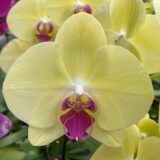 Phal. Laiher Golden Beauty "22"