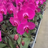 (Phal. Hsunying Ruler X I-Hin Lover) X (Dtps. Sogo Davis X Rose. Valentine) - Image 2