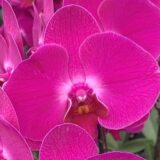 (Phal. Hsunying Ruler X I-Hin Lover) X (Dtps. Sogo Davis X Rose. Valentine)